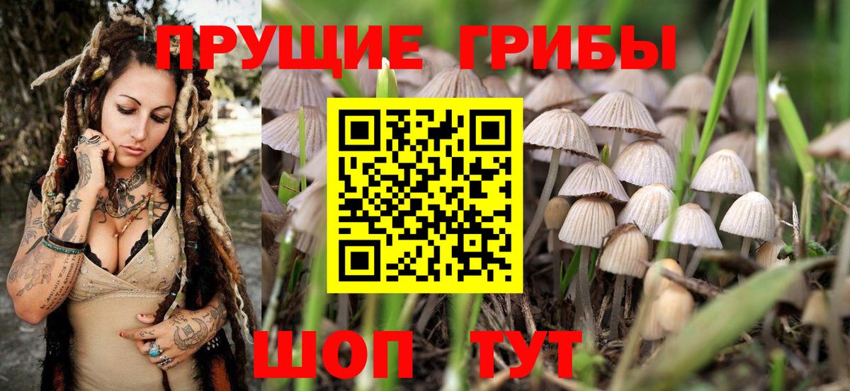 Псилоцибиновые грибы Cubensis  Можайск 